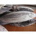 Materia prima de atún congelada Bonito Skipjack para lomo